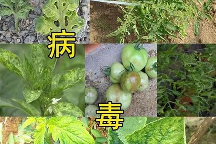 农作物小叶病用什么药