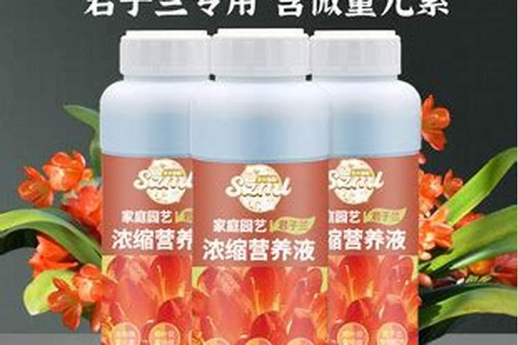 秋末君子兰如何施肥花芽分化快