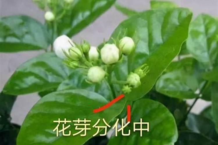 玉米两叶一心打除草剂对苗有危害吗