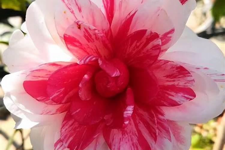 磷酸二氢钾可以浇茶花吗