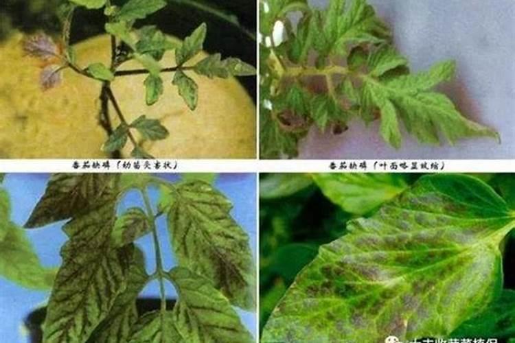 黄瓜氮肥过多什么症状