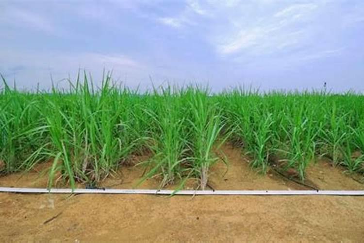 磷肥可以用水稀释吗