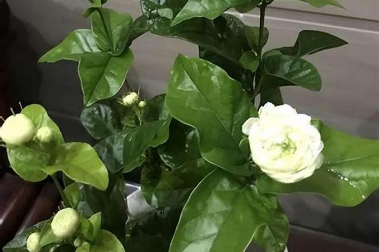 虎头茉莉怎么施肥