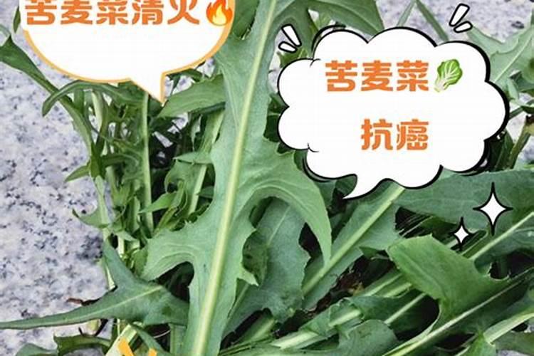 麦的种植是从什么时候开始的 苦麦菜的种植时间