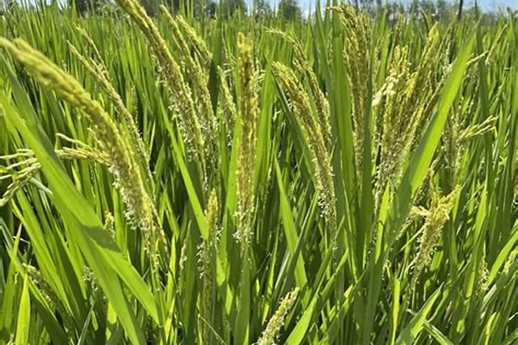 水稻叶面喷肥时间 水稻怎么施肥