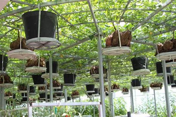 无土栽培佛甲草营养液配方