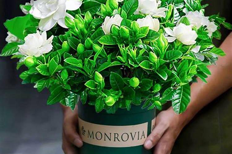 栀子花正在开花的时候能施肥吗 开花的栀子花能不能施肥