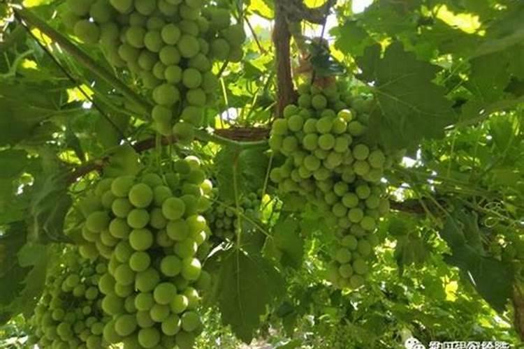 吃什么蔬菜补钙