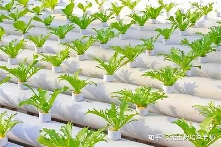 辣椒有机营养无土栽培选用哪类肥料好？