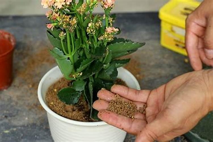 长寿花的养殖方法和注意事项怎么养