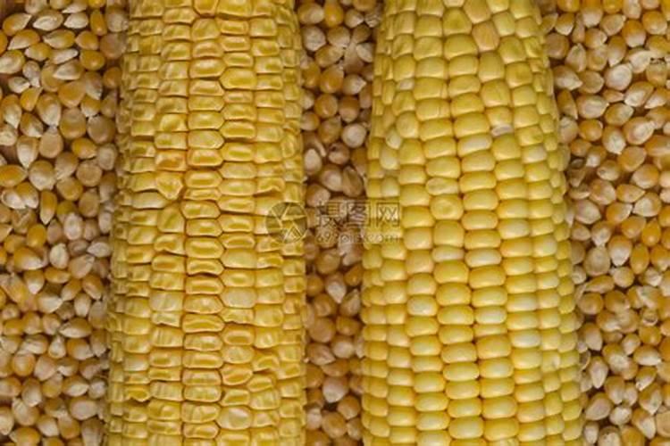 玉米后期追什么肥料好