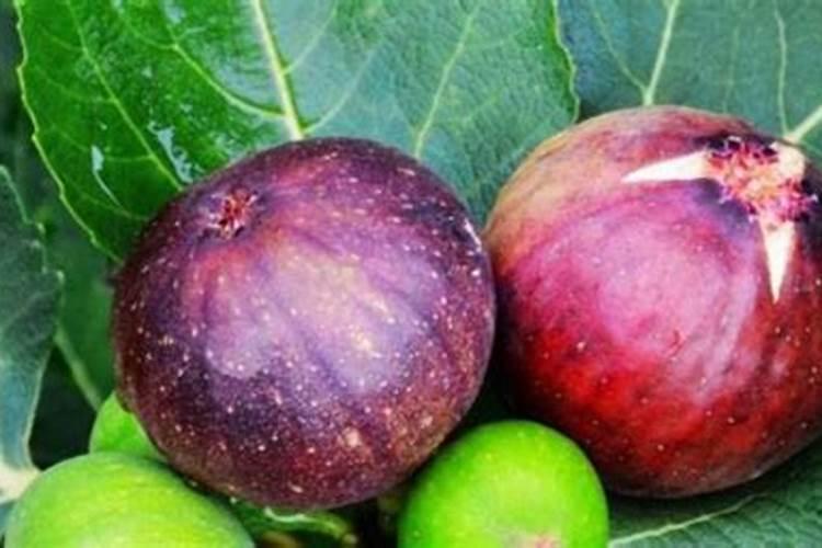 无花果树施什么肥合适