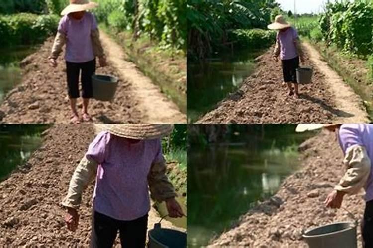 种菜最实用的肥料,是先下肥料还是先下种子