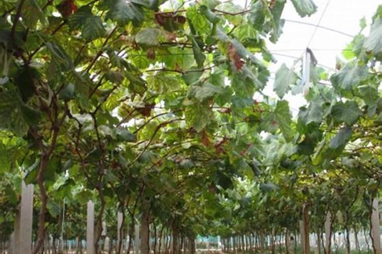 玉米用什么化肥好