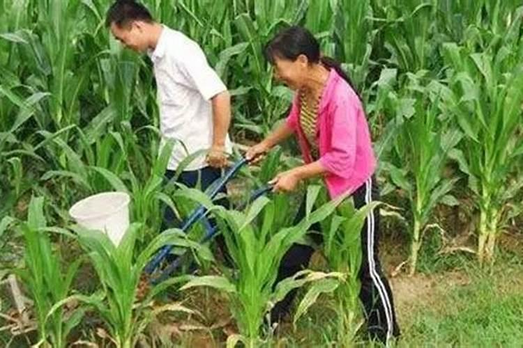 玉米施肥最佳时间是什么时候？玉米施肥增产方案
