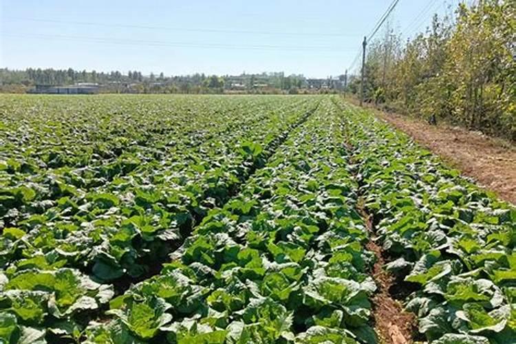 种的白菜不包心怎么办