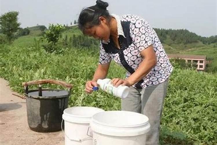 雨后白菜防治什么病？喷什么药