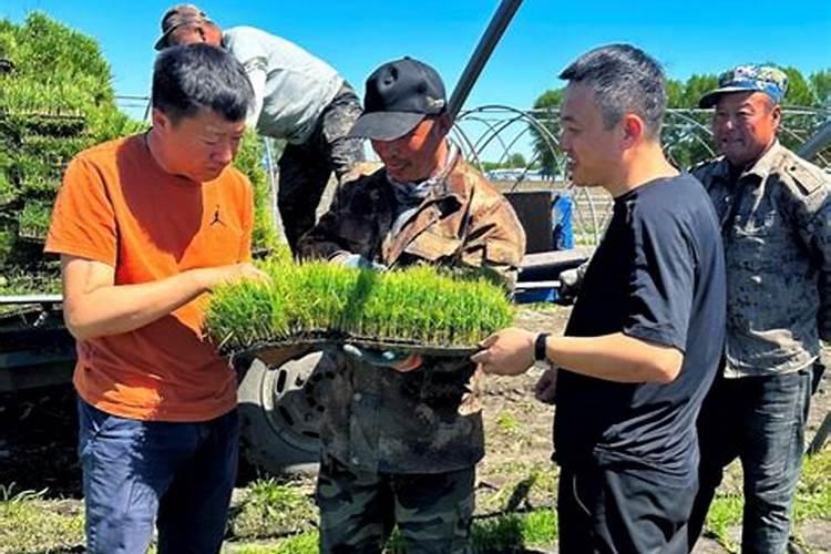 什么水果发酵氮肥最好