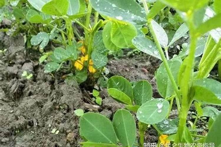 浇花兑点它,虫子全死光,花蹭蹭疯长!