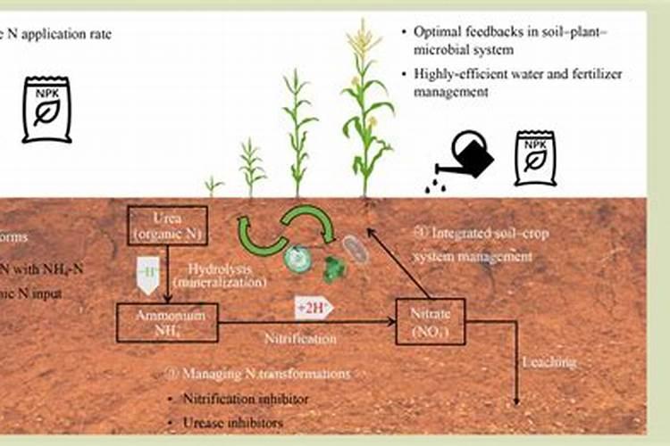 什么是氮肥 氮肥是什么肥