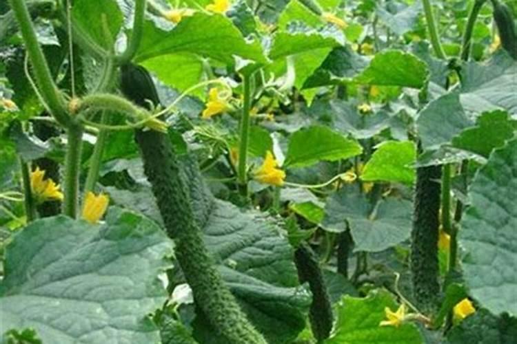 黄瓜座果期打什么叶面肥长的快？黄瓜保花保果使用的肥料？