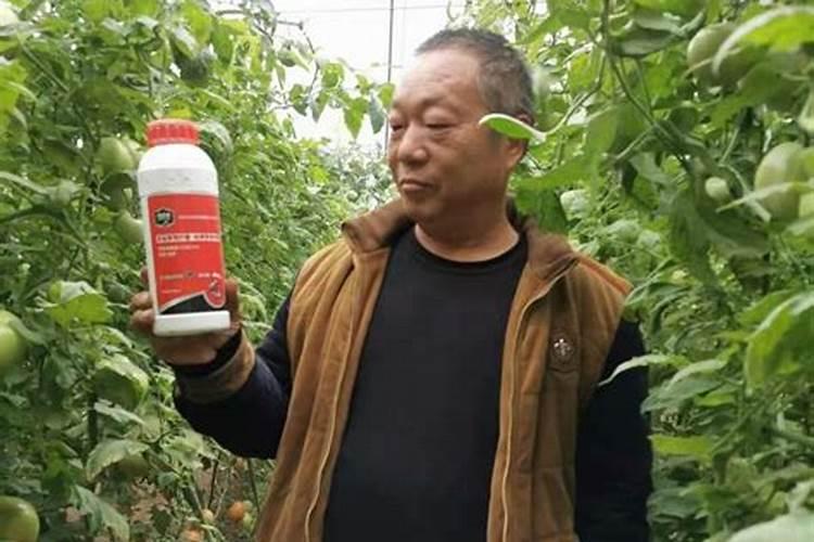 西红柿果实膨大用什么肥？水溶肥怎么正确使用？