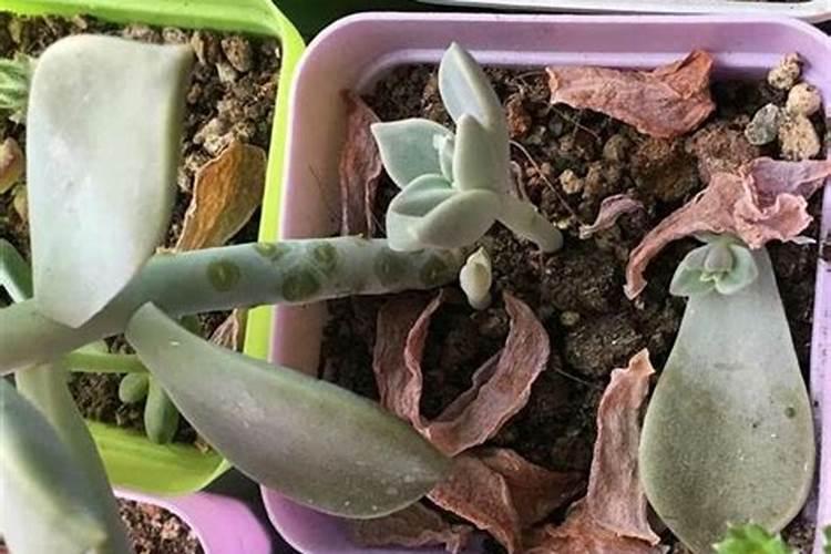 大白菜后期追施硫酸钾和太肥了可以吗