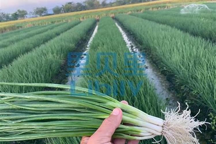 桂花施什么肥最好