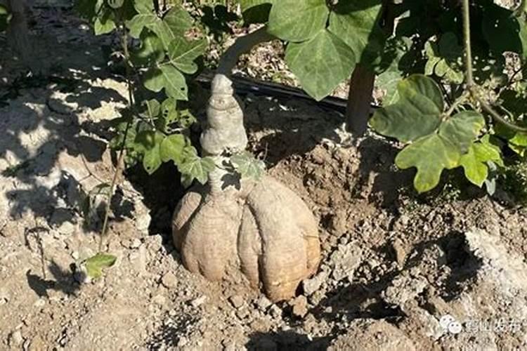 葛根膨大期管理方法