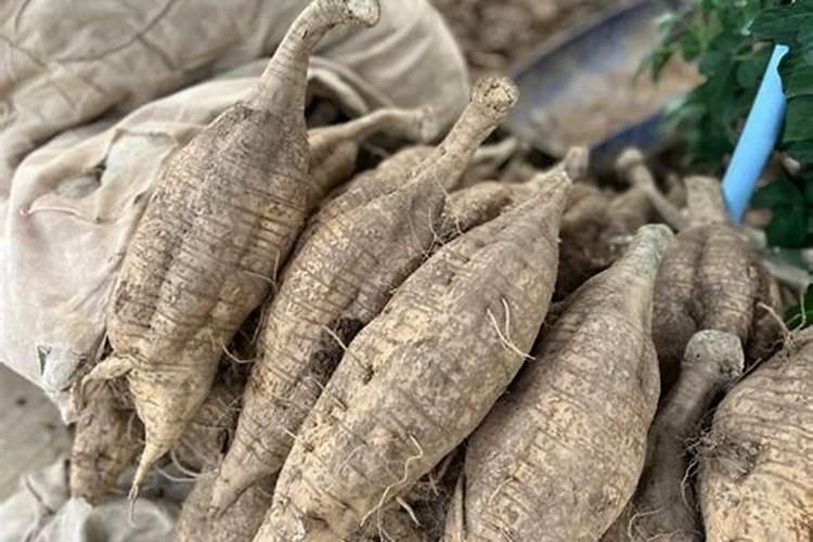 种葛根怎么施肥