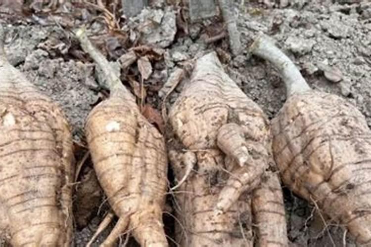 惊了!这样种粉葛,亩产能赚9000元!