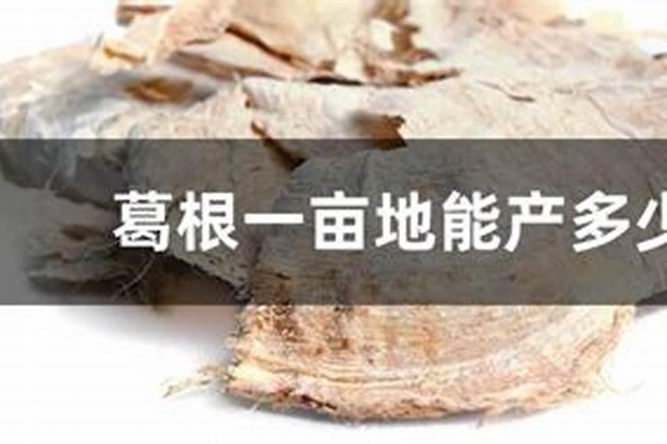 葛根是一种中草药,如何更好地栽培速生葛根？