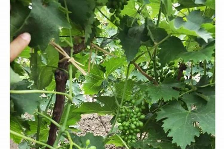 盆栽葡萄应该施什么肥