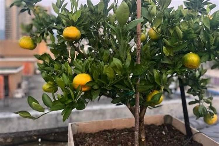 硼肥在柑橘树上的最佳使用时期