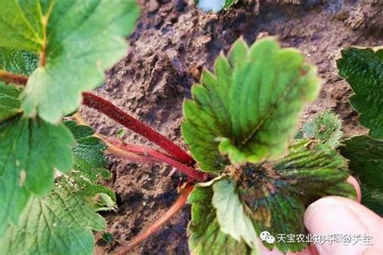 草莓种植施肥技术