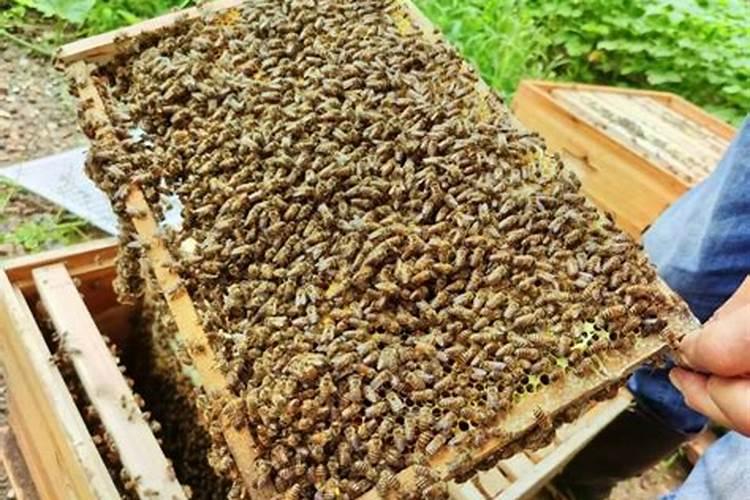 水溶肥是什么肥料 水溶性肥料的优缺点有哪些