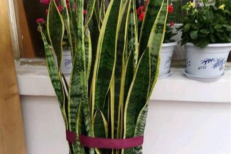 虎皮兰怎么养才开花