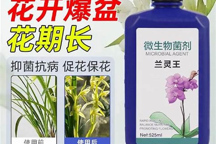 兰花养护最好的肥料