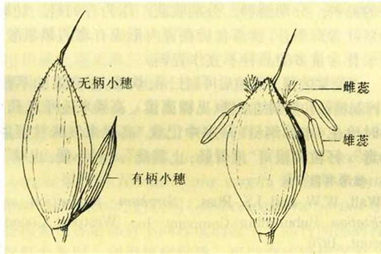 高氮叶面肥会不会拉花穗子？