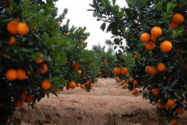 脐橙全年施肥时间表 脐橙全年施肥时间表纽荷尔