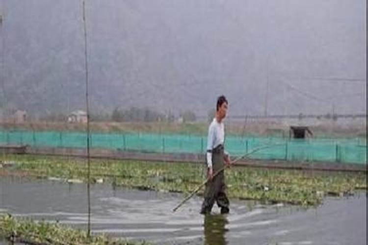 如何种植水竹菜