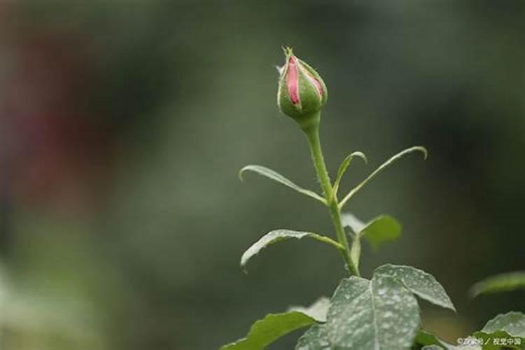 三角梅有花苞能喷磷钾肥吗 三角梅有花苞能喷磷钾肥