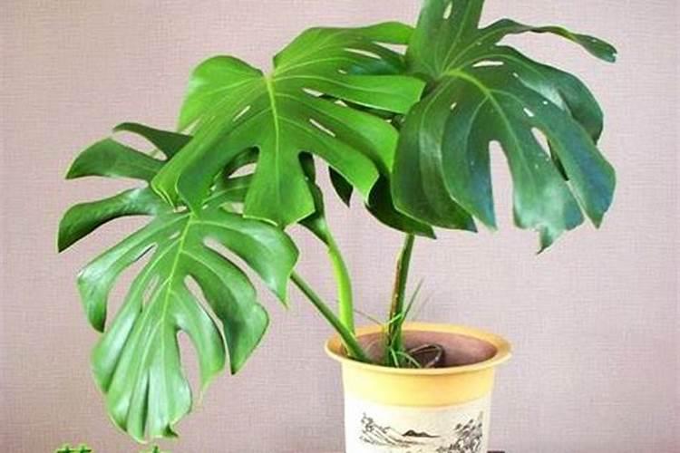 油菜用什么底肥最好