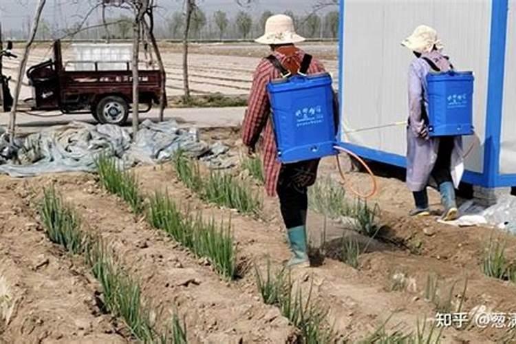 雨后大葱打什么药？