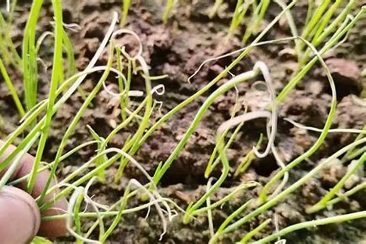 大葱干尖特效药药