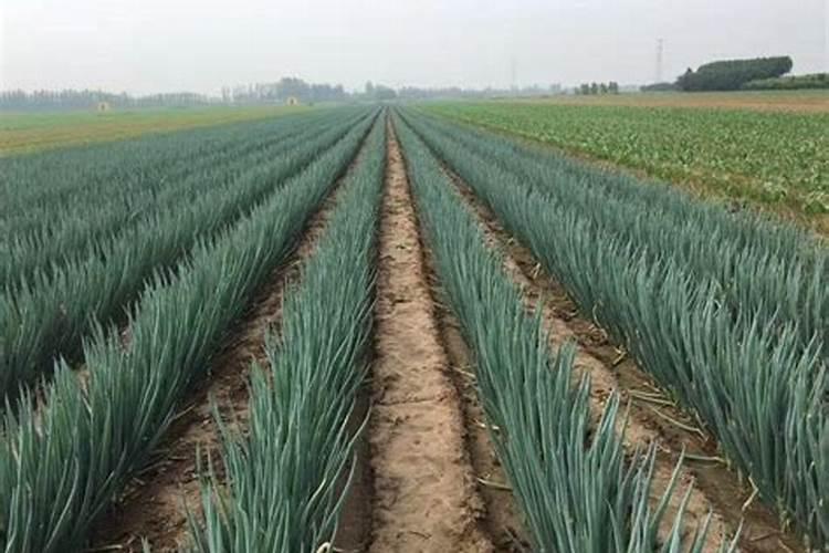 甲基硫菌灵加咪鲜胺用于大葱行吗