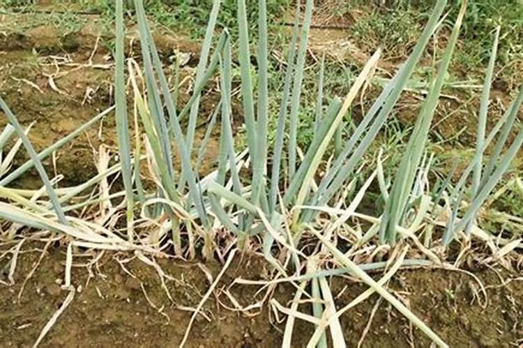 大葱用什么杀菌剂和叶面肥好