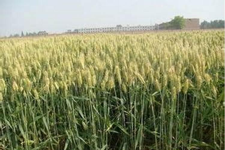 水稻施肥用量多少合适