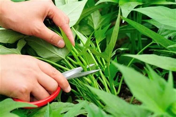 刚用人尿淋菜就下大雨会不会冲走