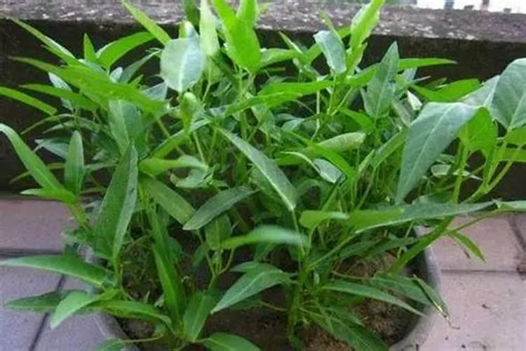 下雨天可以掐空心菜吗？